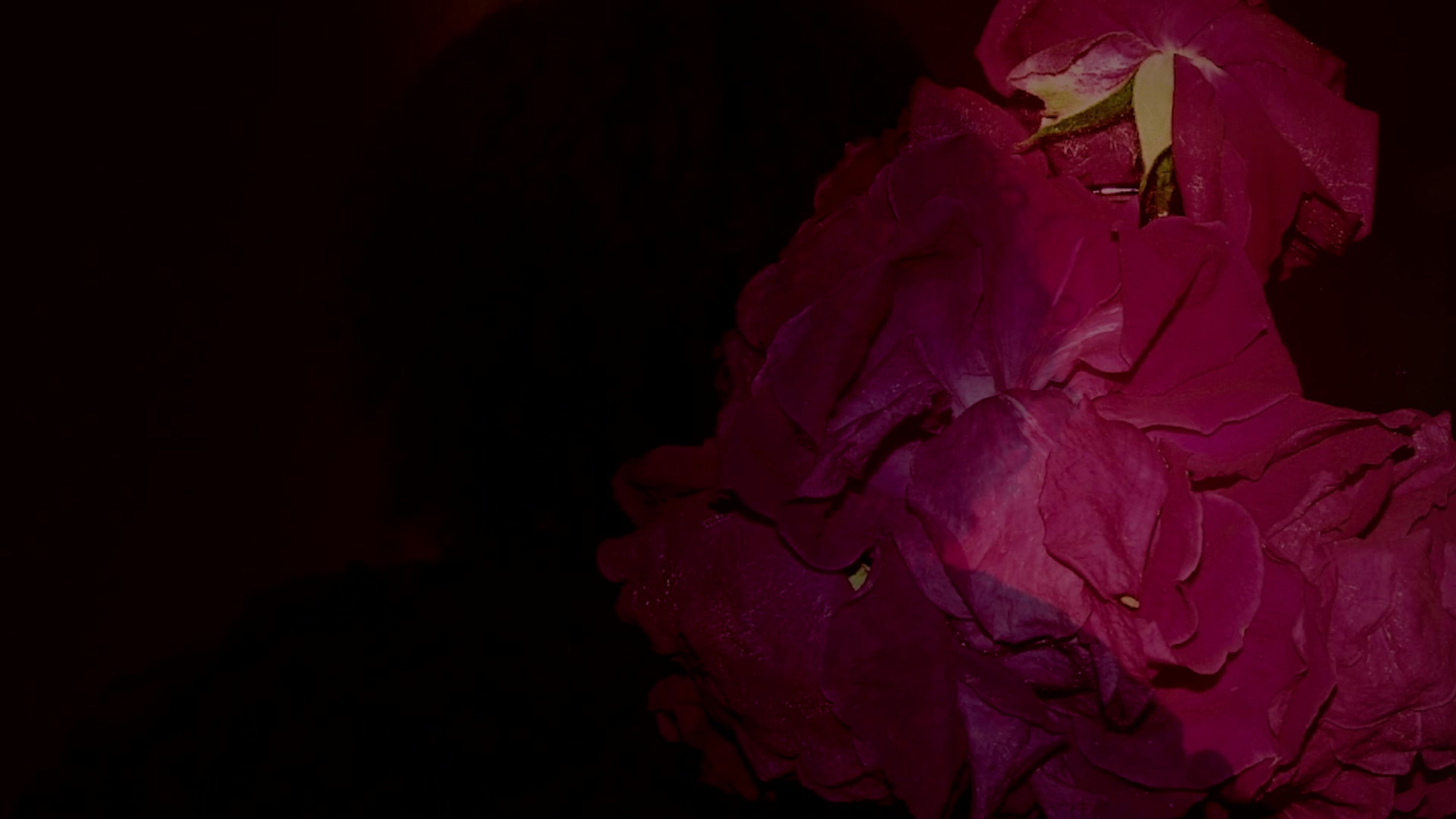 The T.V. is off Fashion Film
